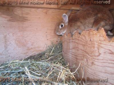 a rabbit hole